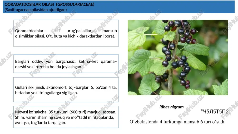 i konskie (vicia faba): ↑ ca(5) co3+(2) a(10) g 1 burchoqdoshlar oilasi ( fabaceae (leguminoceae)) hayotiy shakliga ko‘ra o‘t, yarimbuta, buta va daraxtlardan iborat. tartib burchoqdoshlar oilasidan iborat u 12000 dan ortiq turni o‘z ichiga oladi. burchoqlilar tartibi (fabales (leguminales)) burchoqdoshlarning barglari koʻpincha ketmaket joylashgan, ba’zan oddiy, odatda, yon bargli va murakkab. gullari asosan boshoqsimon, shingilsimon yoki kallaksimon toʻpgullarda oʻrnashgan, ikki jinsli, odatda zigomorf, ayrimlarida aktinomorf, shingilsimon, kallaksimon yoki yoyiq to‘pgullarda o‘rnashgan. gulkosachabargi 5 ta, ba’zan 4 ta, ko‘pincha qo‘shilib o‘sgan. androtsey asosan 10 ta, 9 tasi qo‘shilib o‘sgan, bittasi erkin o‘rnashgan. genitsey bitta, atrofi qo‘shilib o‘sgan changchilari bilan o‘ralgan. tugunchasi ustki. mevasi turlicha shakldagi dukkaklardan iborat. dukkagida bittadan bir nechtagacha urug‘i bo‘ladi. burchoqdoshlarning 20000 turni birlashtirgan 670 turkumi (o‘rta osiyoda oilaning 40 ta turkumga mansub 1093 ta turi, o‘zbekistonda 35 turkumga oid 425 turi o‘sadi) mavjud. gullari kallak yoki boshoqsimon to‘pgulda joylashgan. mevasi– dukkak. astragal (astragalus)–burchoqdoshlar oilasiga mansub o‘simliklar …