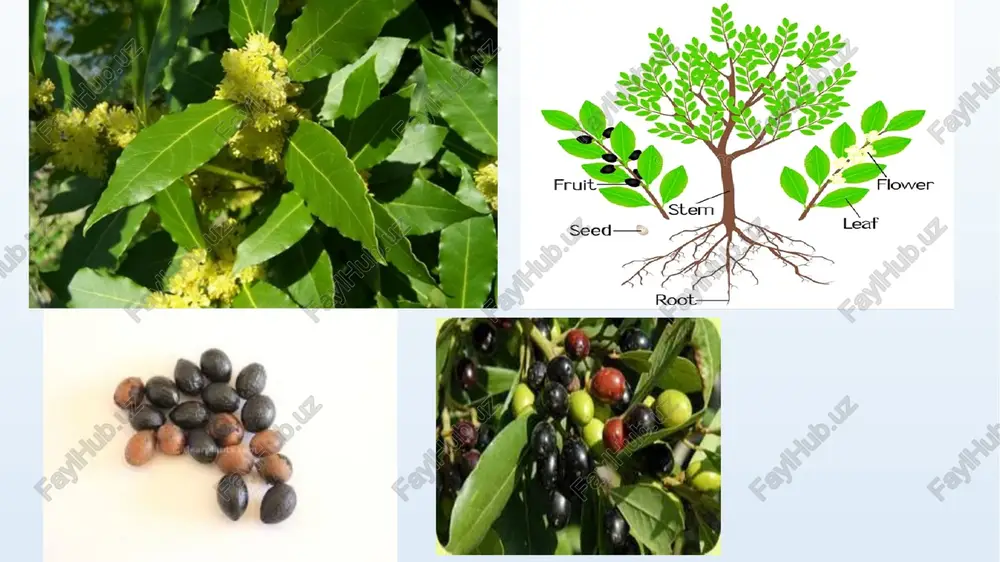 60 sm balandlikka etadi va qisqartirilgan quyuq jigarrang ildizpoyani hosil qiladi. ildiz tizimi yaxshi rivojlangan, ildizlari arqon shaklida, oq rangda. barclaya longifolia barklayadoshchalar oilasi. u ko‘p yillik. ular tailand, birma, vetnam, sumatra, kalimantan va boshqa tropik osiyoning yomg‘irli mintaqalarida keng tarqalgan. barclaya longifolia ularni yetishtirish katta yorqin tropik akvariumda tavsiya etiladi; har hafta akvarium suvini qisman yangilash afzalroq. barglari oddiy, yuqoridan silliq, odatda quyuq yashil, ba’zida yashil–jigarrang, pushti–binafsha rangda yaxshi ko‘rinadigan tomirlar bilan, to‘rsimon qirrali, chetlari bilan. o‘simlik o‘z–o‘zidan changlanadi. urug‘i qora–jigarrang. 18 shoxbargdoshlar oilasi faqatgina bitta turkumdan iborat. 30 dan ortiq turlarni o‘z ichiga oladi. shoxbargdoshlar oilasi (ceratophyllaceae) ceratophyllum australe griseb. ceratophyllum demersum l. – cosmopolit ceratophyllum echinatum a.gray – shimoliy amerika ceratophyllum muricatum cham. – keng tarqalgan, biroq barcha davlatlarda emas. ceratophyllum platyacanthum cham. – germaniya, vengriya, fransiya, rossiya, xitoy, yaponiya va koreya ceratophyllum submersum l. – yevropa, markaziy osiyo, shimoliy afrika, tropic afrika va turkiya ceratophyllum tanaiticum …