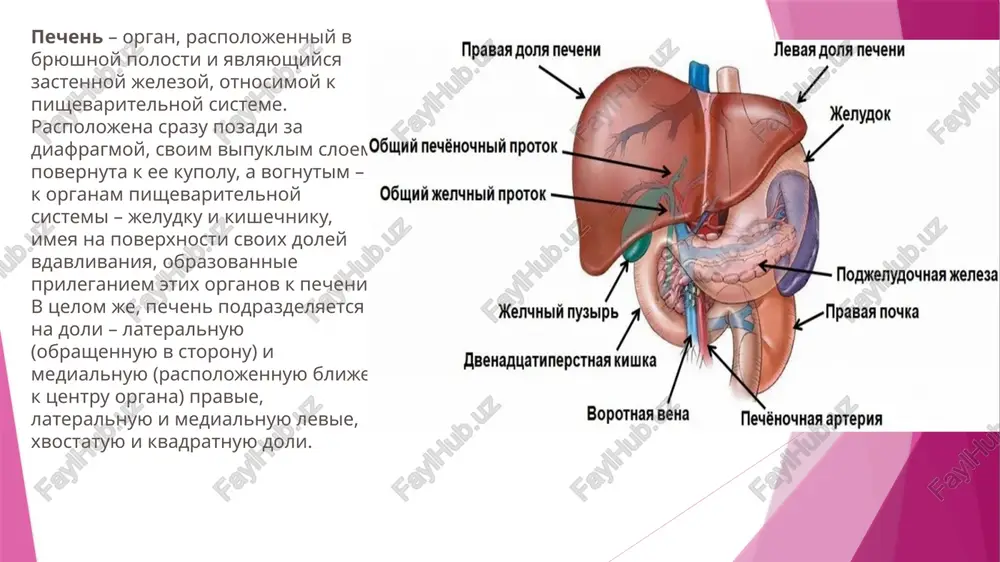 ndalini, nyobnie mindalini, slyunnie jelezi (zastenochnie i pristenochnie), proisxodit zaxvat, uderjanie i nachalnaya pererabotka pishi, chto yavlyaetsya odnoy iz ee glavnix funktsiy. takje organi rotovoy polosti uchastvuyut v vosproizvedenii zvukov i kompleksa zashitnix reaktsiy. kostnoy osnovoy rotovoy polosti slujat kosti verxney i nijney chelyustey, nyobnaya kost i reztsovaya kost, a snaruji polost vistlana slizistoy obolochkoy, verxniy sloy kotoroy obrazovan mnogosloynim epiteliem. strukturnaya organizatsiya rotovoy polosti predstavlyaet iz sebya nalichie dvux otdelov – preddveriya rta, obosoblyayushegosya pri zakritoy pasti, i sobstvenno rotovoy polosti. ix razgranichivayut zubnie arkadi v somknutom sostoyanii, a preddverie rta snaruji ogranicheno gubami, mejdu kotorimi obrazuetsya rotovaya shel, yavlyayushayasya vxodom v rotovuyu polost, i shekami. image1.png image2.png image3.png image4.png image5.png image6.png image7.png image8.png image9.png image10.png image11.png /docprops/thumbnail.jpeg