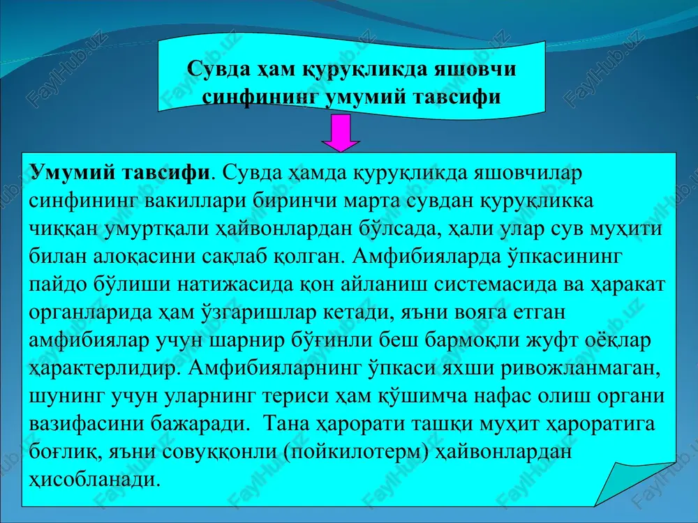 lmacha; 3-yurak qorinchasi; 4-klapanlari; 5- arterial konus; 6-umumiy arterial stvoli; 7-o'pka-teri arteriyasi; 8-aorta yoyi; 9-umumiy uyqu arteriyasi; 10-uyqu bezi; 11-arterial konusning spiral klapani. baqa yuragining qon aylanish sistemasi umurtqali hayvonlarning suv muhitidan quruqlik muhitida yashashga o'tishi ularning markaziy nerv sistemasi va sezgi organlarining qayta tuzilishiga hamda murakkablanishiga olib keladi. amfibiyalarning ko'rish organlari quruqlikda yashovchi umurtqalilar uchun xarakterli tarzda tuzilgan bo'lib, havoda ancha uzoq masofadagi narsalarni ko'rishga moslashgan. eshitish organi amfibiyalarning suvda va quruqlikda hayot kechirishi munosabati bilan yana ham murakkablashadi. bularda ichki quloqdan tashqari, o'rta quloq va nog'ora bo'shlig'i hosil bo'ladi, unga eshitish suyakchasi-uzangi suyakcha joylashgan. hid bilish organi hamma amfibiyalarning hayotida muhim ahamyatga ega. hidlash xaltachalari juft bo'ladi. tashqi burun teshiklari maxsus muskullar yordamida ochilib yopiladi. suvda ham quruqlikda yashovchilarning nerv sistemasi va sezgi organlari. suvda ham quruqlikda yashovchilarning nerv sistemasi va sezgi organlari. ayirish organlari. suvdan quruqlikka chiqish umurtqali hayvonlarning suv va tuz almashinuv harakatiga va organizmda azotli …