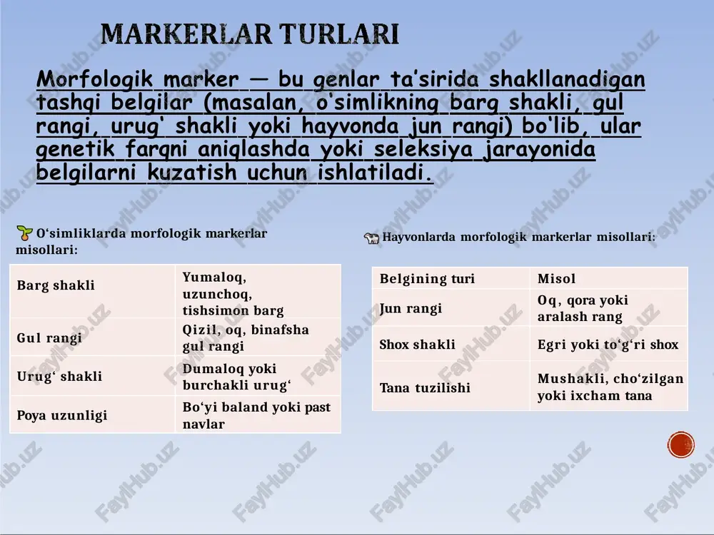 lgan va yuqori hosildor navlar keyingi selektsiya bosqichiga o‘tadi. natija:selektsiya tezlashadi, chunki o‘simlik hali o‘smasdan oldin (urug‘ bosqichida) ham kerakli gen bor- yo‘qligi aniqlanadi. qtl-tahlil (quantitative trait locus – qisman belgilar lokusi tahlili) bu usul ko‘p gen ta’siridagi kompleks belgilarni — masalan, hosildorlik, qurg‘oqchilikka chidamlilik, oziqaviy qiymat kabi belgilarni o‘rganishda qo‘llaniladi. jarayon bosqichlari: gibrid populyatsiya yaratiladi (masalan, ikki xil navni chatishtirish orqali). har bir naslda fenotipik ma’lumot yig‘iladi (masalan, hosil miqdori, barg kattaligi). har bir namunada molekulyar markerlar orqali dnk tahlil qilinadi. marker va belgilar o‘rtasida statistik bog‘lanish aniqlanadi. agar ma’lum marker yuqori hosildorlik bilan birga uchrasa — demak u qtl hududida joylashgan. natijada genetik xarita tuziladi va qaysi xromosoma qismi belgini boshqarayotgani aniqlanadi. natija: hosildorlik yoki barqarorlik genlari topiladi. keyin bu genlar asosida selektsiya tezlashtiriladi. marker orqali backcrossing (marker-assisted backcrossing – mabc) bu usul bir navdagi kerakli genni boshqa navga o‘tkazish uchun ishlatiladi. jarayon bosqichlari: donor nav – kerakli …