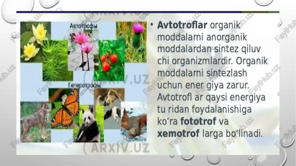 mikroorganizmlarning oziqlanishi - Page 5