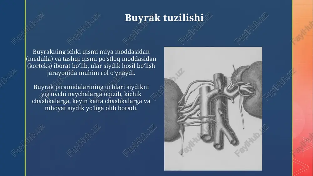 siydik pufagi tuzilishi - Page 5