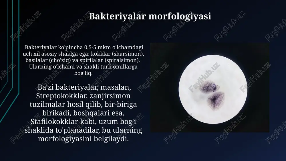 bakteriyalarning morfologiyasi - Page 5