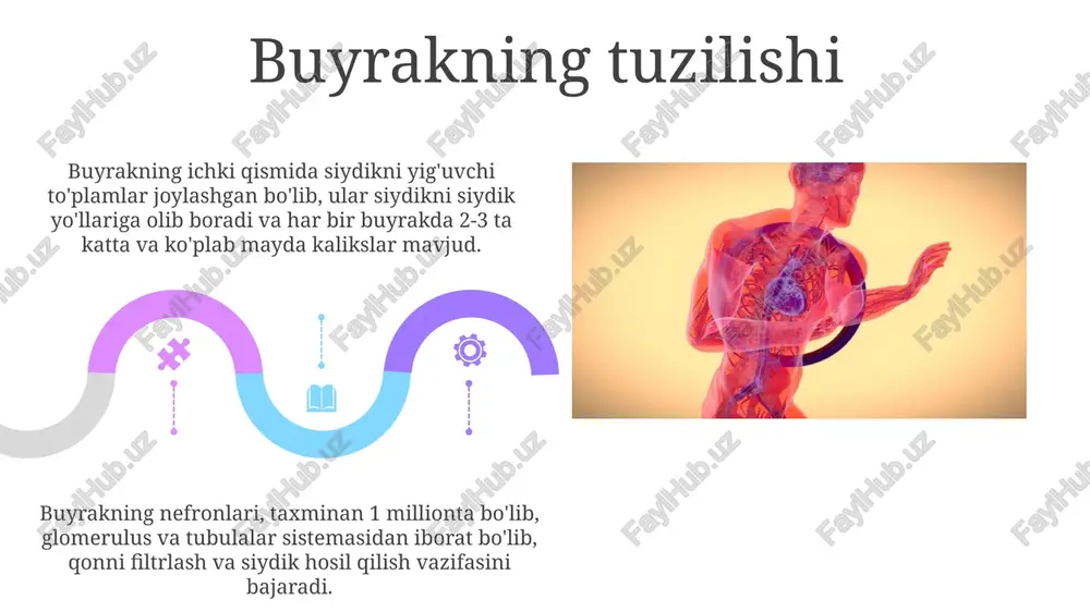 buyrakusti bezi fiziologiyasi - Page 5