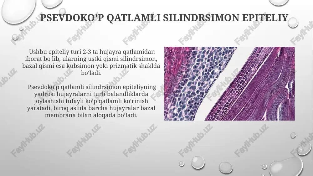 epiteliy to'qimalari - Page 5