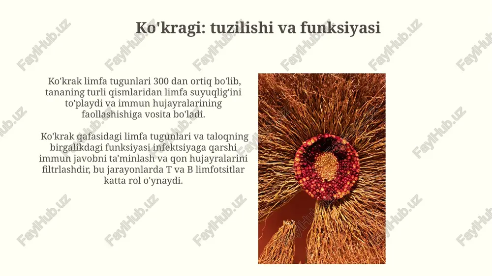 periferik immun va gemopoetik sistema - Page 5
