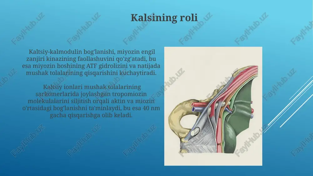 sarkomerning tuzilishi va vazifasi - Page 5