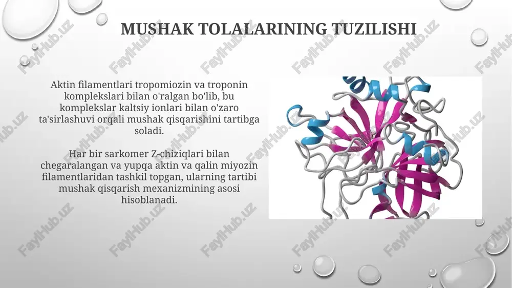 mushak qisqarish mexanizmining morfologik asoslari - Page 5