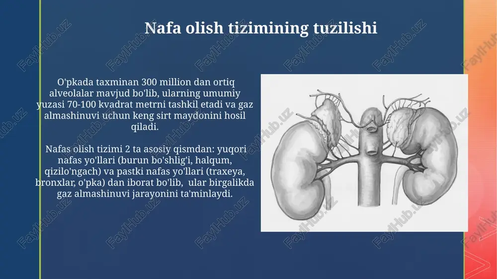 nafas olish azolarining tuzilishi - Page 5
