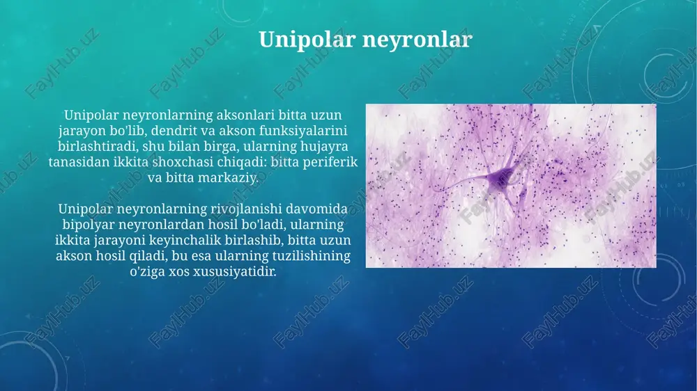 neyronlar tuzilishi va turlari - Page 5