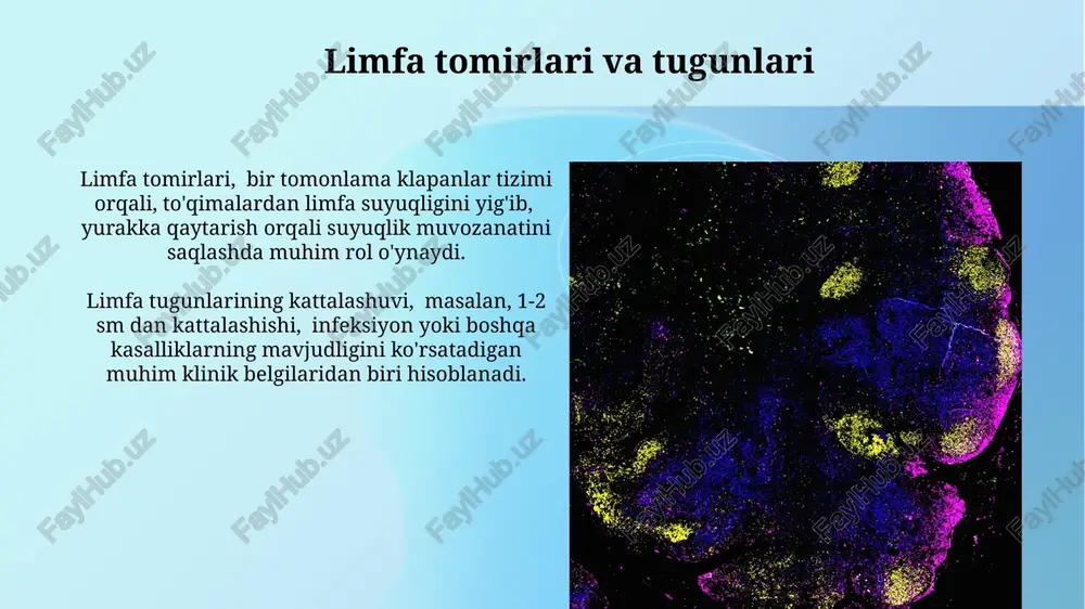 limfa sistemasi - Page 5