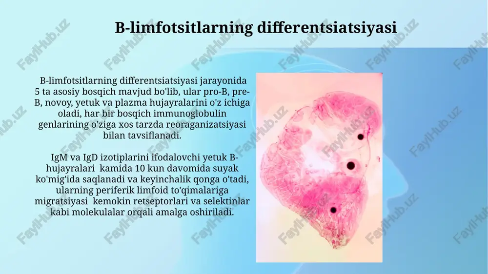 limfositopoezning xususiyatlari - Page 5