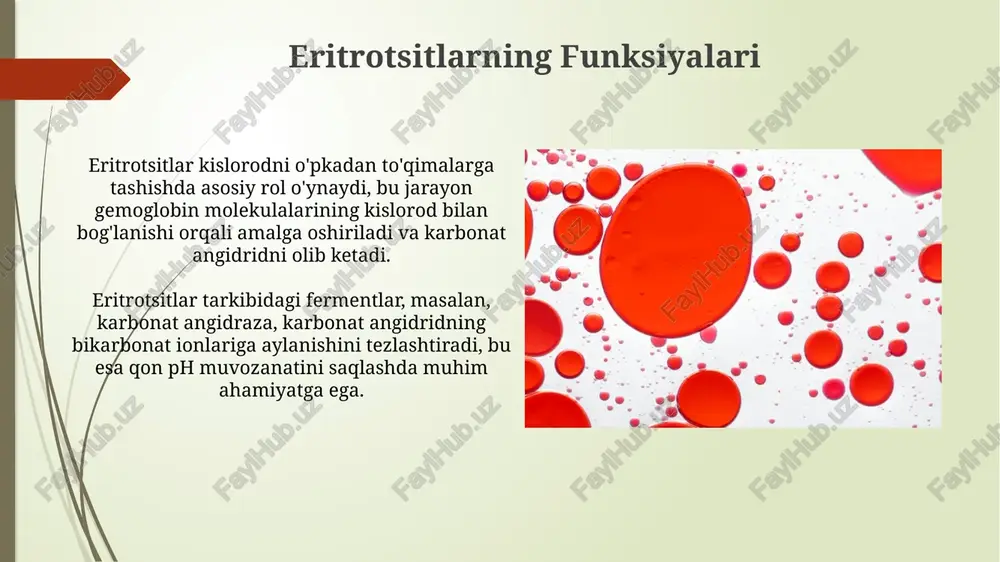 eritrotsitlar gemoglabin va uning turlari - Page 5