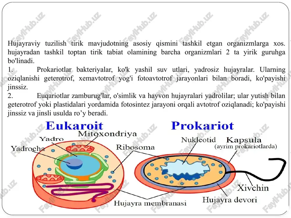 soma yumalok, o'rtacha 0,5 mkm diametrli bo'lib, elektron jihatdan zich modda tutadi. lizosomada ko'pgina gidrolitik fermentlar bo'ladi. shuning uchun ham u hujayradagi deyarli hamma modda va tuzilmalarni parchalash xususiyatiga ega. lizosomaning elementar biologik membrana bilan o'ralganligi hujayrani: shu tuzilma moddasidan muhofaza qiladi. organizmdagi jarayonlarning buzilishi, ayrim hujayralar autoimmun xususiyatining o'zgarishiga va lizosomalarning o'z hujayrasiga ta'sir etishiga sabab bo'ladi. bu holat hujayralarning nobud bo'lishiga olib keladi. lizosomalar goldji kompleksida etiladi. lizosomalar fermenti donador hujayra ichki to'rida sintezlanib, goldji kompleksiga yo'naltiriladi va u goldji kompleksida membrana«ga o'raladi. lizosomalar birlamchi va ikkilamchi bo'ladi. peroksisoma peroksisoma. peroksisoma hujayra organoidi sifatida fanga 1960 yillarning boshida ma'lum bo'lgan. bu organoid 0,2—0,5 mkm diametrga ega bo'lib, alohida elementar biologik membranaga o'ralgan. peroksisomada elektron zich markaz mavjud bo'lib, ularda fermentlar (uratoksidaza, katalaza) bo'ladi. peroksisomalar mitoxondriya kabi hujayrada kislorod sarfida ishtiroketadi, ammo bu jarayonda energiya (atf) hosil bo'lmaydi. organoiddagi fermentlar (oksidaza, uratoksidaza) ta'sirida, kislorodning sarfi — oksidlanish reaktsiyasi natijasida …