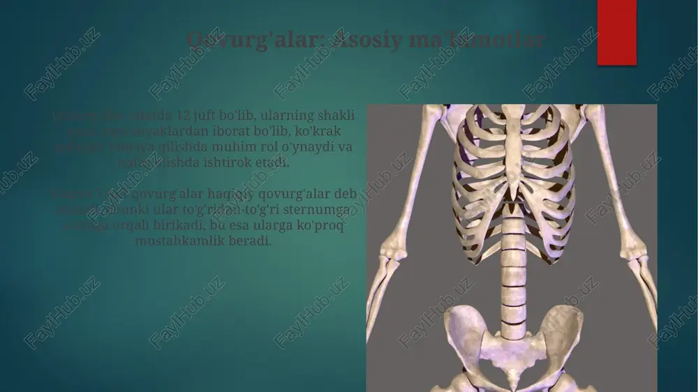 koʻkrak qafasi suyaklari - Page 5