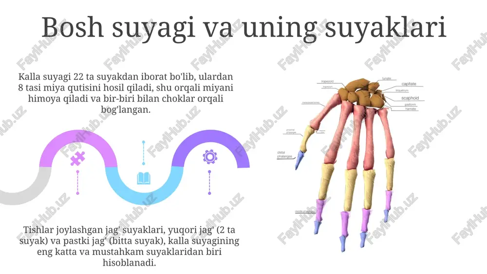 skelet va uning boylamlari haqida ma'lumot - Page 5