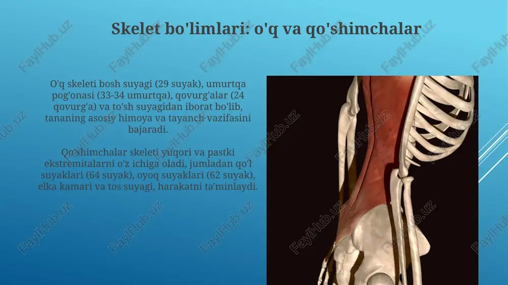 skelet va uning boylamlari - Page 5