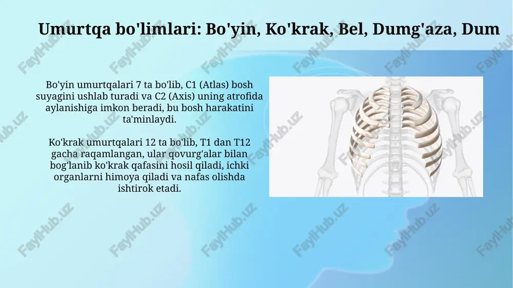 umurtqa pogʻonasi suyaklari va koʻkrak qafasi suyaklari - Page 5