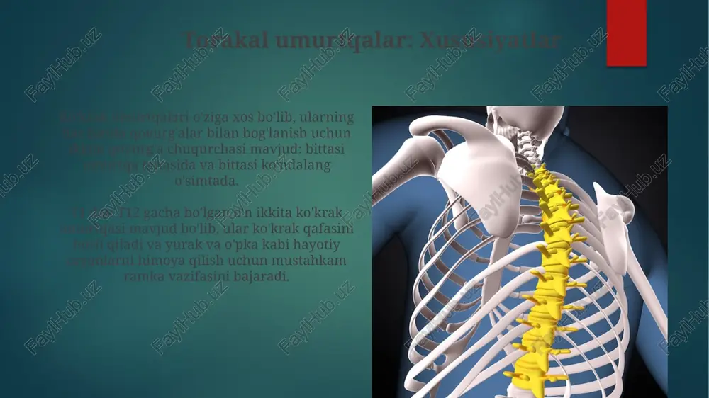 umurtqa pogʻonasi suyaklari - Page 5