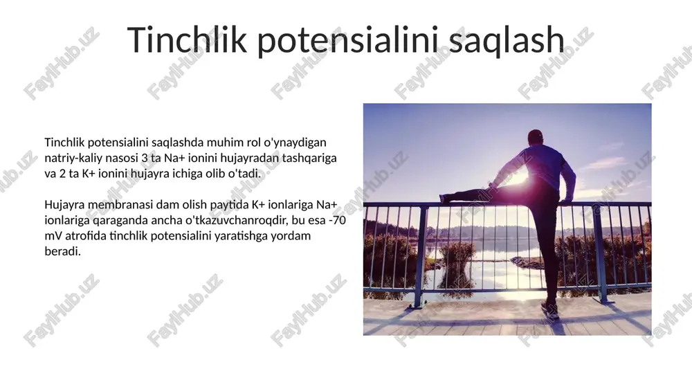 tinchlik va harakat potensiali - Page 5