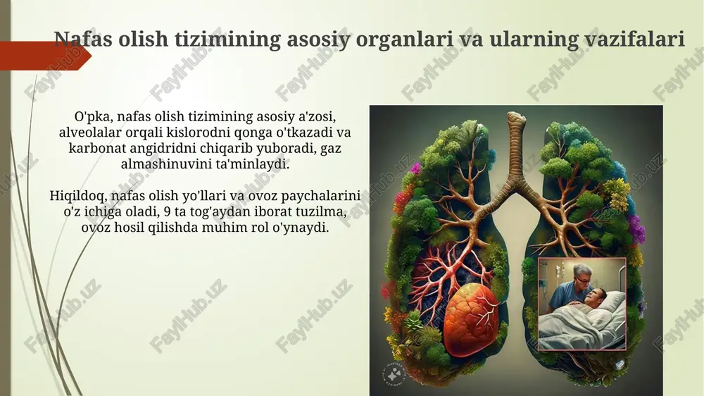 hazim tizimi va nafas olish tizimi - Page 5