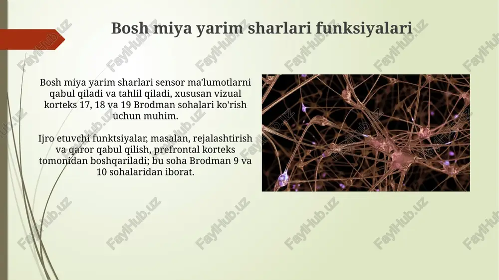 nerv tizimi oliy boʻlimlarning vazifalari - Page 5