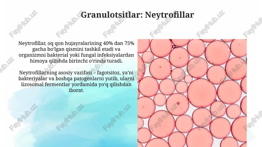leykotsitlar va ularning vazifalari - Page 5