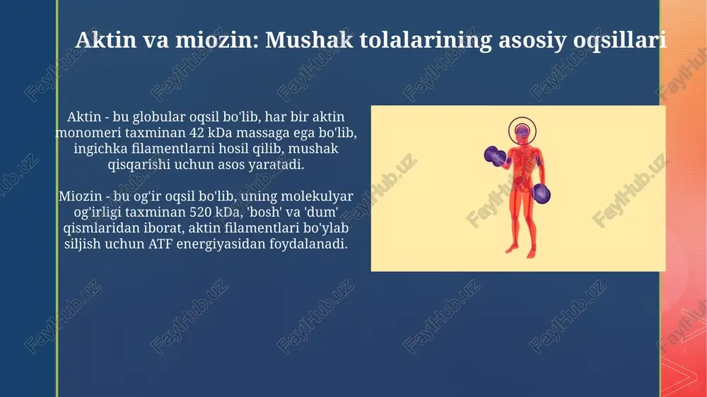 skeletal mushaklar: umumiy ko'rinish - Page 5