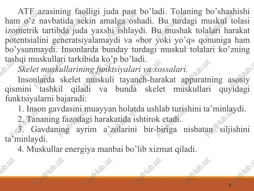 let muskulining funktsional birligi bo’la olmaydi. bu vazifani neyromotor yoki motor birligi amalga oshiradi. orqa miyaning oldingi shoxlaridagi harakatlantiruvchi har bir motor nerv tolasi muskulning bitta tolasini emas, balki muskul tolalarining butun bir guruhini innervatsiya qiladi. bu guruh harakatlantiruvchi neyron bilan birgalikda motor birligi deb ataladi. motor birligi tarkibiga kiradigan muskul tolalarining soni turlicha, bu muskulning bajaradigan vazifasidan kelib chiqadi. odamning turli muskullarida motor birlik tarkibiga kiruvchi muskul tolalarining soni 10 tadan 3000 tagacha boradi. aniq harakatlarni bajaruvchi tez muskullarning motor birligida tolalar soni ancha kam bo’ladi. masalan: ko’z va qo’l barmoqlarining muskullarida motor birliklari 10-25 ta, bunga qarama-qarshi o’laroq, gavda holatini to’g’rilashda qatnashadigan va aniq nazoratga extiyoj sezmaydigan sust muskullarning motor birligida 2000 tagacha tola bor. * skelet muskullarining tonusi. muskullar tinchlik holatida ham batamom bo’shashmaydi, bir qadar taranglikni saqlab qoladi, bunday holat tonus deyiladi. tonusning tashqi ifodasi shuki, muskullar ma’lum darajada elastik bo’ladi. elektrofiziologik tekshirishlar shuni ko’rsatadiki, skelet …