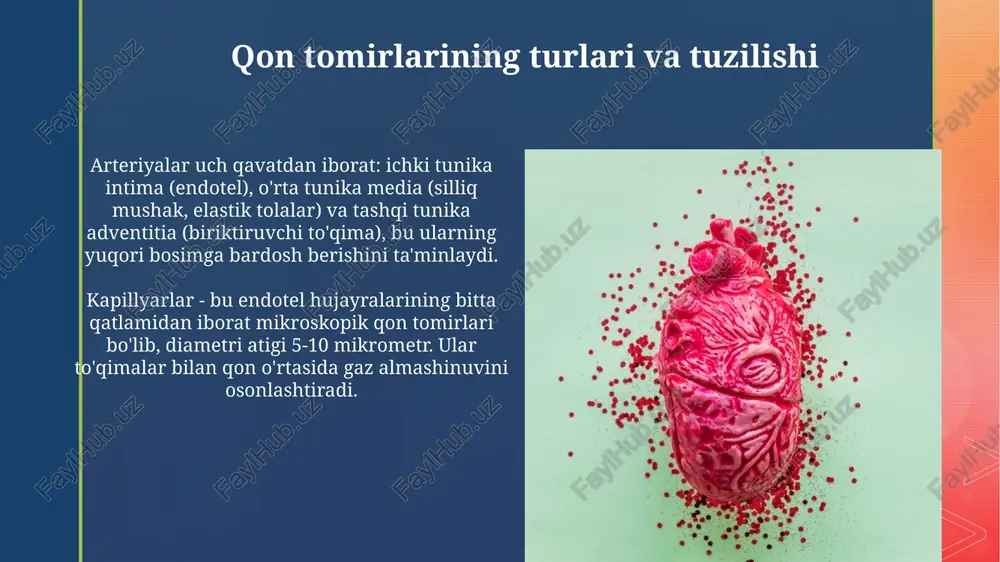 qon aylanish tizimining tuzilishi va yoshga xos xususuiyati - Page 5