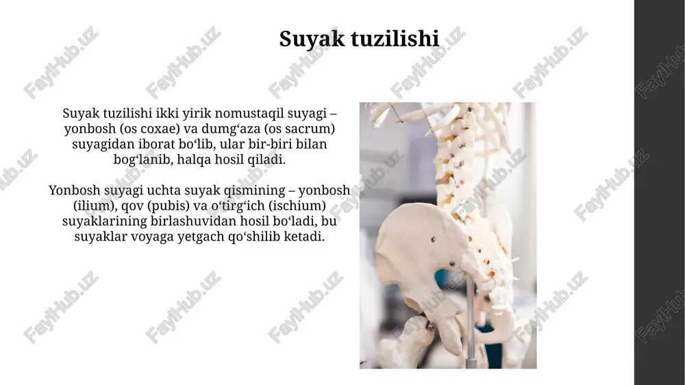 chanoq kamari suyaklari - Page 5