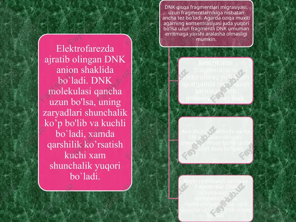 nk –zondlar olinib ularning har birini izlanayotgan genning to’liq yoki qisman nusxasi ekanligi aniqlandi. bu savolini aniqlash usullaridan biri bu rnk-dnk geteroduplekslarning o’lchamini aniqlashdir. mrnk bilan geterodupleks hosil qiladigan kdnk klonlari keyin analiz qilinib, ularning nukleotidlar tartibi shu oqsilning aminokislotalar tartibiga mos kelishi tekshirildi . kutilgan kabi bunday mos kelish juda aniq bo’lib yana shu narsa aniqlandiki. ko’pchilik mrnkning 5' uchlarida qo’shimcha nukleotidlar qatori mavjud ekan. ular oqsilning liderli segmentlarini kodlab, bu segmentlar sintez tugagandan keyin parchalanib ketadi va ko’pincha aniqlab bo’lmaydi. rekombinant dnkdan amalda foydalanish. q genlarni klonlash usullarini ishlab chiqqan molekulyar biologlar bu usul faqat ilmiy emas balki katta amaliy ahamiyatga ega ekanligini tushunib etishdi. rekombinant dnk afzalliklaridan foydalanish uchun hal ko’p ishlash zarur, lekin bu qiyinchiliklar yengib o’tilsa unda bu soxadan katta foyda ko’rish mumkin. rekombinant dnk industriyasining vazifasi genlar - bilan manipulyasiya o’tkazish, ular o’rnini o’zgartirish usullaridan amalda foydalanishdir . xozirning uzidayok biologik muhim moddalar (birinchi …