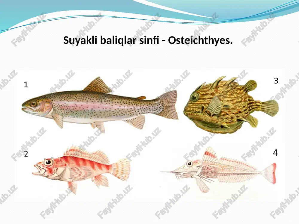 suyakli baliqlar sinfi - Page 5