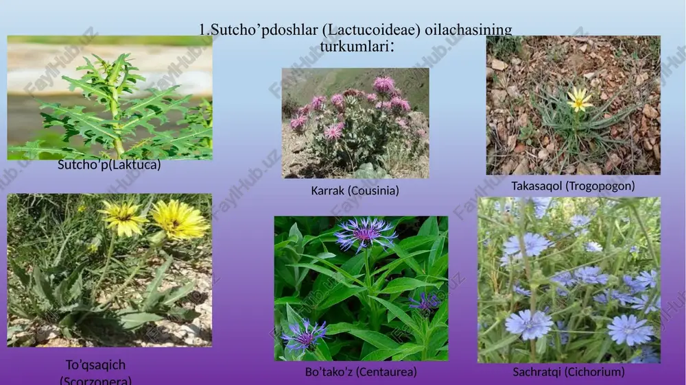 qoqio’tdoshlar(asteriaceae)oilasi - Page 5