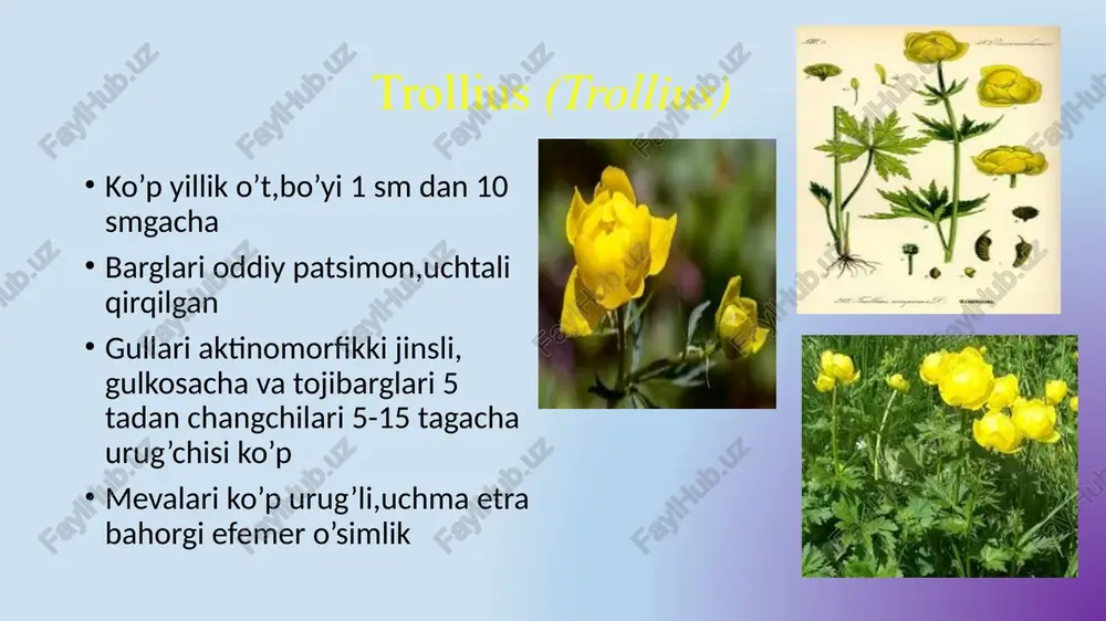 ayiqtavondoshlar(ranunculaceae) - Page 5
