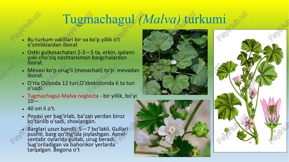 gulhayridoshlar(malvaceae)oilasi - Page 5