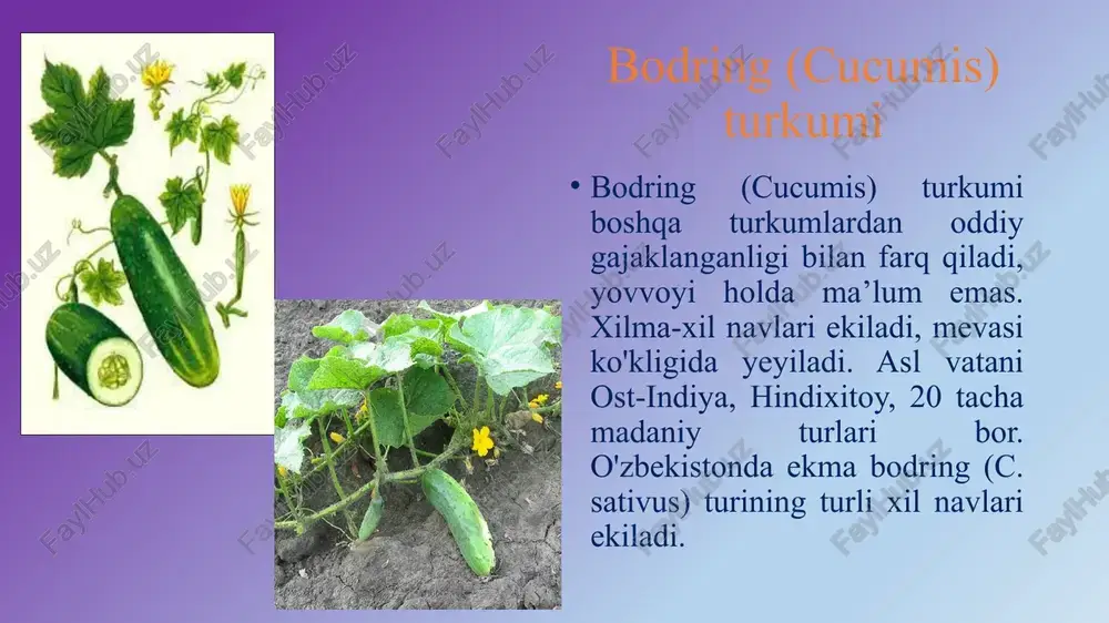 qovoqdoshlar oilasi - Page 5