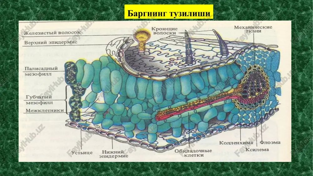ar o' z navbatida lamellyar va plastinkasimon tuzilishi bilan tavsiflanadi. granalarda tilakoidlar joylashadi. yosh xloro p last granalarida 3 - 6 ta tilakoid b o' lsa, voyaga etganlarida bu son 45 tagacha etishi mumkin xloroplastlar uch xil yo'l bilan hosi l bo'lishi mumkin: 1) oddiy bo'linish yo'li bilan; 2) ayrim xujayralar me'yoriy xolatlarining buzilishi oqibatida kurtaklanish yo'li bilan; 3) xujayra yadrosi orqali ko'payish bilan. bu yo'l asosiy deb qabul qilingan. xlor o plastlarning to'la shakllanishi uchun yorug'likning bo'lishi shart. korong'ulikda xloroplastlarning stromasi va uning hajmi hosil bo'ladi. lekin ichki tuzilishi — lamellalar, plastinkalar, granalar, tilakoidlar va xlorofill pigmentlari faqat yorug'likda hosil bo'ladi. xlorofill “a” qizil spektrdan 660 - 663 nm va ko'k spektrdan 428 - 430 nm, xlorofill “b” esa qizil spektrdan 642 - 644 nm va ko'k spektrdan 452 - 455 nm .ga teng bo'lgan nurlarni yutadi. xlorofill molekulalari yorug'lik spektrining yashil va infraqizil nurlarini umuman yutmaydi. yashil o'simliklarda …