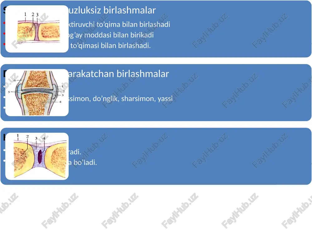 sindesmologiya–suyaklar birlashuvi haqida bilim! - Page 5