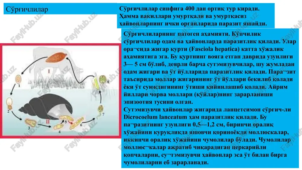 kagi tanasining keyingi uchi spiral buralgan, urg'ochisiniki bigizga o'xshash o'tkirlashgan. gijja asosan bolalarning ingichka va yo'g'on ichagi bo'shlig'ida yashaydi. urg'ochisi urug'langandan so'ng orqa ichakning keyingi qismiga chiqib oladi. tuxu-mini orqa chiqaruv teshigi atrofidagi teriga qo'yadi. tuxum ichida tez kunda lichinkalar rivojlanadi. ana shun-day tuxumlar iflos qo'l va oziq-ovqat bilan yana ichakka tushib qolganida ulardan lichinkalar chiqadi. bolalar gijjasi orqa chiqaruv teshigi atrofidagi terini qichi-tib, kishini juda bezovta qiladi. qilbosh chuvalchang — trichocephalis trichiurus uzunligi 35—50 mm, ko'richakda, ba'zan yo'g'on ichakda yashaydi. ta­nasining oldingi ipga o'xshash ingichkalashgan qismi orqali ichak devorining shilimshiq qavatiga kirib ola­di. odam qilbosh chuvalchang tuxumla-ri bilan ifloslangan suv va oziq-ovqatdan zararlana­di. bu chuvalchang ayrim mamlakatlarda (masalan, italiyada) ancha keng tar kalgan, lekin odam sog'lig'iga katta ziyon keltirmaydi. o'n ikki barmokdi ichak qiyshiqboshi yoki svaynik — ancylostoma duodenale. mayda (10—18 mm), qizg'ish chu­valchang, subtropik va tropik mamlakatlarda va janubiy evropada tarqalgan. parazit ta'sirida organizmda ane­miya (kamqonliq) paydo bo'ladi, …