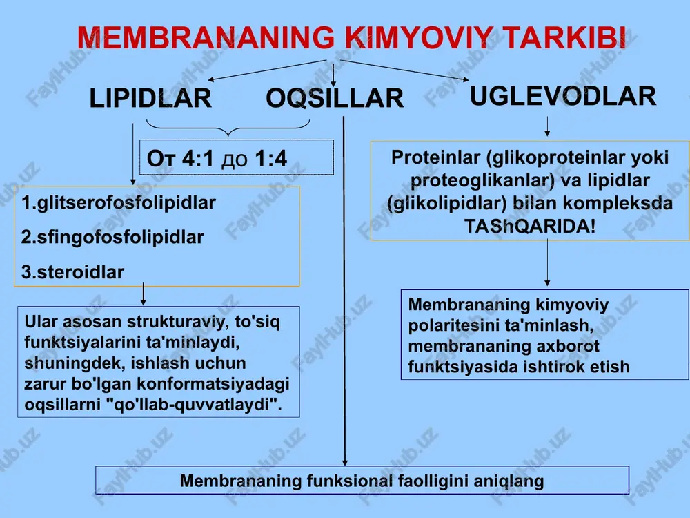 ikolson, 1972) retseptorniy belok xolesterol karbogidrat fermentniy belok transportniy belok fosfolipidniy bisloy perifericheskiy belok tsitoskelet * membrana proteinlari integral periferik integral oqsillar gidrofobik o'zaro ta'sirlar orqali membranada mustahkam ushlab turiladi. ularning molekulalari amfifildir. bu oqsillarning hidrofobik qismi fosfolipidlarning hidrofobik dumlari zonasida joylashgan, gidrofil qismi esa suyuq muhit (sitoplazma va hujayralararo suyuqlik) bilan aloqada. periferik oqsillar membranada ionli bog'lanishlar bilan kamroq mahkamlanadi. * vrashenie lateralnaya diffuziya t=10-7-10-8s diffuziya flip-flop t=1chas fosfolipiid molekulalarning harakatliligi lipidlar harakatining 4 turi: 1. tebranuvchi 2. aylanma 3. lateral diffuziya - lipidlarning bir mono qatlam ichida harakatlanishi 4. flip-flop - lipidlarning bir mono qatlamdan ikkinchisiga "sakrashi" flip-floplar nisbatan kam uchraydi. buning oqibati membrananing kimyoviy qutblanishi - membrananing ichki va tashqi mono qatlamlarining turli xil kimyoviy tarkibi. * model membranlari uchun xizmat qiladi: 1. membranalarning lipid qatlamining fizik xususiyatlarini o'rganish (yopishqoqlik, sirt zaryadi va dielektrik o'tkazuvchanlik), 2. zaryadsiz molekulalar uchun membrana o'tkazuvchanligini o'rganish 2 tur 1. liposomalar - …
