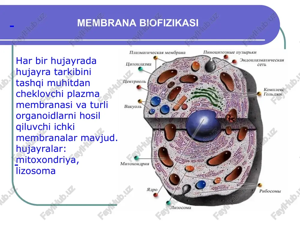 exanizm piter mitchell (1966) tomonidan oksidlovchi fosforlanishning kimyosmotik nazariyasida batafsil ko'rib chiqilgan. maddalarning biologik membranalar orqali tashilish membrana bo'ylab moddalarni passiv tashish passiv tashish - bu moddaning elektrokimyoviy potentsiali katta bo'lgan joylardan uning qiymati past bo'lgan joylarga o'tkazilishi: membrana orqali passi̇v transportning asosiy turlari maddalarning membrana orqali o'tkazishi diffuziya - molekulalarning xaotik issiqlik harakati tufayli moddaning konsentratsiyasi yuqori bo'lgan joylardan moddaning konsentratsiyasi past bo'lgan joylarga o'z-o'zidan harakatlanishi. membran orqali oddiy diffuziyaning asosiy turlari: lipid ikki qavati orqali (a), lipid ikki qavatidagi g'ovak orqali (b), oqsil teshiklari orqali (c) * maddalarning membrana orqali o'tkazishi osmoz - suv molekulalarining yarim o'tkazuvchan membranalar (erigan moddaga o'tkazuvchan va suv o'tkazuvchan) bo'ylab erigan moddaning konsentratsiyasi past bo'lgan joylardan yuqori konsentratsiyali joylarga imtiyozli harakati. osmoz hodisasi gipotonik eritmalarda eritrotsitlarning gemoliziga sabab bo'ladi. yengillashtirilgan diffuziya - tashuvchi molekulalar ishtirokida sodir bo'ladi. masalan, valinomitsin kaliy ionlarining tashuvchisi hisoblanadi. shunday qilib, osonlashtirilgan diffuziya uzatilgan moddaning konsentratsiyasi yuqori bo'lgan joylardan …