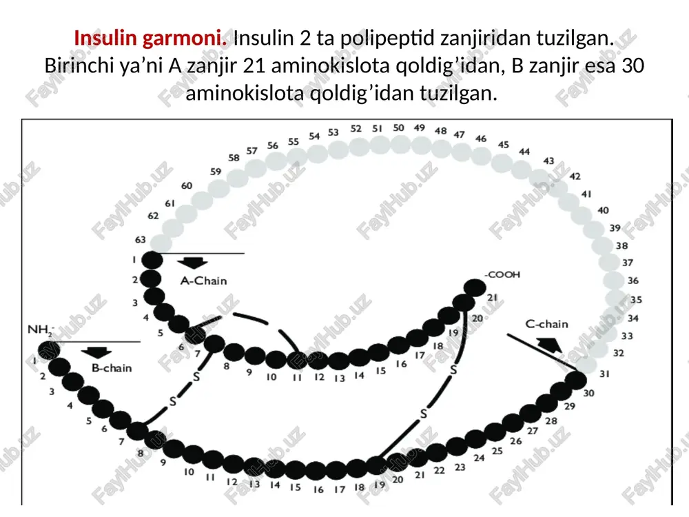 globulus — sharcha) — suyultirilgan kislota va ishqorlar hamda neytral tuzlarning kuchsiz eritmalarida yaxshi, suvda esa kam eriydigan globulyar oqsillar; ammoniy sulfatning yarim toʻyintirilgan, magniy sulfat yoki natriy sulfatning tuyintirilgan eritmasida choʻkmaga tushadi. globulinlar sut, qon zardobi, tuxum, muskullar va oʻsimliklar (kanop, noʻxat) urugʻida boʻladi. oʻsimlik va hayvon toʻqimalari tarkibiga kiradi. qon plazmasi oqsillarining deyarli yarmini tashkil etadi. gistonlar gistonlar — oʻsimlik va hayvonlar hujayrasi yadrosida uchraydigan oqsillar. giston arginin va lizin qoldiqlariga boy boʻlib, ishqoriy xossalarga ega. mol. m. 11000—21000. yadroda dnk bilan birikkan holda uchraydi, xromatinning 25—40%ni (quruq ogʻirlik hisobida) tashkil etadi. giston xromatin tarkibini turgʻunlashtiradi, nuklein kislotalar (dnk va rnk) sintezlanishining boshqarilib turishi zvenolaridan biri qisoblanadi. murakkab oqsillar ya`ni tarkibida oqsil qismidan tashqari oqsil bo’lmagan prostetik guruhlarni saqlaydi. murakkab oqsillar tarkibida oqsil bo’lmagan birikmalar saqlashiga ko’ra nukleoproteinlar, lipoproteinlar, xromoproteinlar, glikoproteinlar, fosfoproteinlar, metalloproteinlarga bo’linadi. nukleoproteinlar nukleoproteinlar - oqsil va nuklein kislotalarining birikishidan hosil bo’ladi. tarkibida nuklein kislotalar saqlashiga …