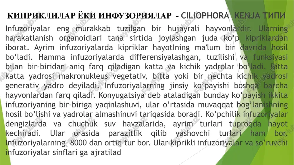 infi teng kipriklilar, spiral kipriklilar, to‘garak kipriklilar va boshqa kenja sinflarga bo‘linadi. teng kipriklilar (holotricha) kenja sinfi tanasi ko‘p sonli, bir xil tuzilgan, yaʼni juda kam ixtisoslashgan kipriklar bilan qoplangan. ko‘pchilik turlari erkin yashaydi.(nassula) balantidium i x t i o f t i r i u s hayvon va odam organizmida parazitlik qiluvchi (ixtioftirius, balantidium) turlari ham kiradi. heterotricha spiral kipriklilar (cpirotricha) kenja sinfi kipriklari og'iz atrofida soat mili aylanadigan tomonga spiralga o'xshash buralib joylashgan. spiral kipriklilar kenja sinfi har xil kipriklilar (heterotricha), qorin kipriklilar (hypotricha), va kam kipriklilar (oligotricha) turkumlariga bo'linadi. hypotricha oligotricha 1.har xil kipriklilar heterotricha turkum turlarida eng yirik infizoriyalardir. ularning katta yadrosi zanjirsimon (stendor avlodi), spiralsimon (spirostomium avlodi) bo‘ladi. ularning ayrim vakilllari amfibiyalarda parazitlik qiladi. 2. qorin kipriklilar (hypotricha) chuchuk suv va dengizlarda uchraydi. bir nechta kipriklari birlashib sirralarni hosil qiladi. ular yordamida suv tubida yugirib yuradi. 3. kam kipriklilar (oligotricha) turkumida kipriklar faqat og‘iz yonidagi …