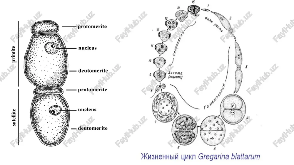 pashshalar ularning asosiy xo‘jayini, odam va umurtqali hayvonlar esa oraliq xo‘jayin. bezgak plazmodiumning hayot sikli bezgak pashshasi (anopheles)ning urg‘ochisi odam qonini so‘rganida (erkak pashsha gul nektari bilan oziqlanadi) qonga bezgak plazmodiysining juda ko‘p sporozoitlarini o‘tkazadi. plazmodiyning sporozoitlari 5-8 mkm keladigan juda kichik chuvalchangsimon bir yadroli hujayralilardir. odam organizmida bezgak kasalligini hosil qiluvchi plasmodium avlodining 4 turi (plosmodium vivax, p. malariae, p. falciparum, p. ovale) uchraydi. ular bir-biridan morfologik va biologik xususiyatlari bilan farq qiladi. p. malariae jinsiz sikl binobarin bezgak xuruji 72 soatda takrorlanadi. shuning uchun 4 kunlik xuruj deyiladi. p. vivax da 48 soat davom etib, 3 kunda xuruj qilib turadi. p. falciparum da 24 yoki 48 soat davom etadi, lekin bezgak xuruji uzoq davom etadi. u paydo qilgan kasallik tropik bezgak deyiladi. p. ovale juda kam, faqat afrikada uchraydi. ular jinsiz va jinsiy yo‘l bilan ko‘payadi. jinsiy ko‘payishi pashshada ya’ni asosiy xo‘jayinda, jinssizi esa odam va umurtqali hayvonlarda …