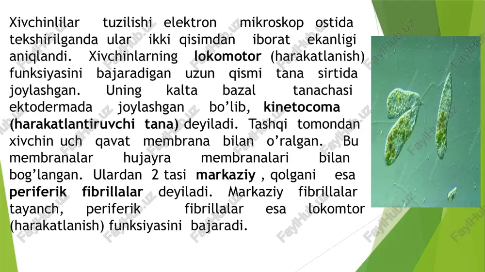 i. 32 hujayrali eudorinaning ayrim koloniyasida hamma hujayralar bo'linmasdan yirikroq jinsiy hujayralar makrogametalarni (tuxum hujayra), boshqa koloniyasi hujayralari esa palintomik yo'l bilan ikkiga bo'linib, 64 ta mikrogametalarni (urug') hosil qiladi. morfologik jihatdan bir-biridan farq qilivchi jinsiy hujayralarning hosil bo'lishi anizogamiya deyiladi yoqali xivchinlilar (choanoflagellata) tipi xoanoflagellatlar hayvonlarning eng yaqin tirik qarindoshlari hisoblangan erkin yashovchi bir hujayrali va ko’p xivchinli eukaryotlar guruhidir. xoanoflagellatlar-bu xivchin asosida birlashgan mikrivorsinkalardan hosil bo’lgan voronkasimon yoqachaga ega. xoanoflagellatlar jinssiz va jinsiy yo’llar bilan ko'payishadi. ularning diametri 3-10 mikron bo'lgan tuxumsimon yoki sharsimon hujayra tanasi bilan ajralib turadi. 30-40 mikrovorsinkali yoqa bilan o'ralgan xivchin hujayraning apikal qismida joylashgan. xivchinning harakatii xoanoflagellatlarni harakatga keltiruvchi va mikrovorsinkali yoqasida oziqa bo’luvchi bakteriyalar va detritlarni yig’uvchi suv oqimlarini hosil qiladi. bunday ovqatlanish trofik darajalarni bog'laydigan global uglerod aylanishining eng muhim bo'g'inini ta'minlaydi. xoanoflagellatlar o'zlarining muhim ekologik rolidan tashqari, hayvonlarda ko'p hujayralilikning kelib chiqishini o'rganishda alohida o’rin tutadi. hayvonlarning eng yaqin qarindoshlari …