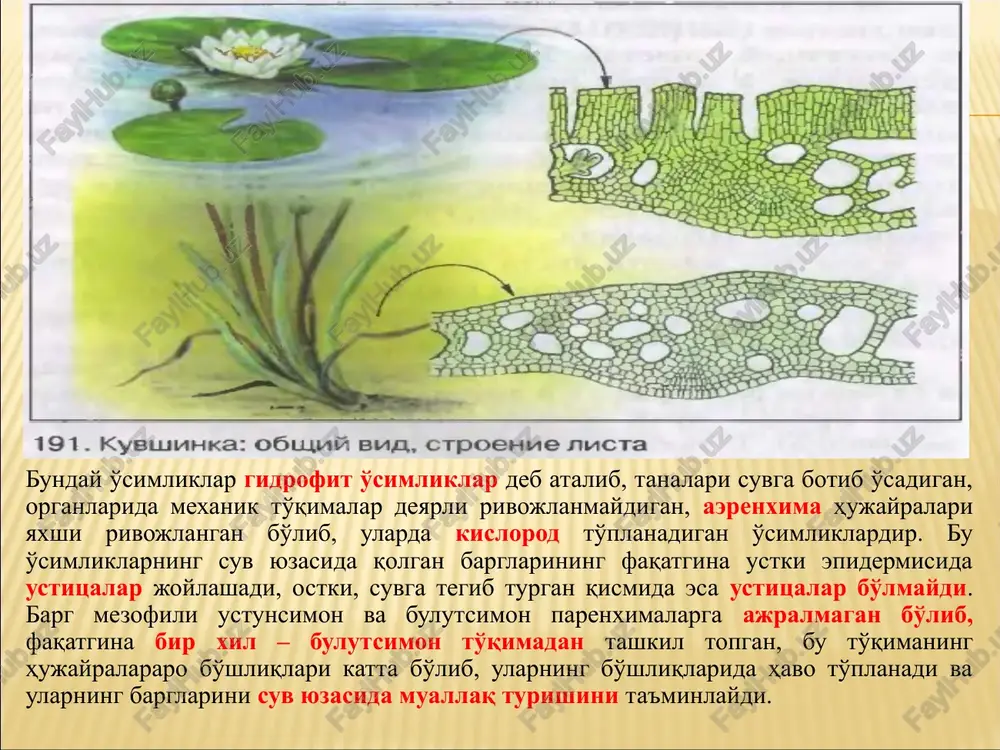 klarning 1/10 qismi shamol yordamida changlanishga moslashgan. ma'lumotlarga qaraganda o'rta evropada entomofil o'simliklarning 99% ikki jinsli gullarga ega bo'lsa, anemofil o'simliklarda bu ko'rsatgich atigi 67 % ni tashkil qiladi. anemofil o'simliklar gullarining ayrim jinsli bo'lishligi ular uchun o'ziga xos xususiyatlardan biri bo'lib, ikki jinslilikka nisbatan afzallik tomonlari bo'ladi. anemofil o'simliklardagi ayrim jinslilik asosan protoginiya bilan bog'liq bo'ladi. guldagi urug'chilarning oldin etilishi qisqa vaqtlar ichida shamol yordamida tarqaladigan gulchanglarini tutib qolishda muhim ahamiyat kasb etadi. aniqlanishicha, anemofil o'simliklarning gulchangi ona o'simlikdan atigi 5-25 m gacha masofaga tarqalishi mumkin ekan. shamol yordamida changlanadigan ikki uyli eman va oqqayin daraxtlarining baland bo'yli erkak ekzemplyarlari ko'proq gulchangi hosil qilib, ularning uzoqroq masofaga tarqalishini ta'minlasa, past bo'yli urg'ochi individlari esa ulardan ko'proq gulchangi qabul qilib olish imkoniyatiga ega bo'lishadi. ayrim ma'lumotlarga ko'ra, shamol yordamida changlanishning uzoq – bir necha o'nlab va yuzlab kilometr masofagacha borishi mumkinligi ko'rsatib o'tiladi. lekin havo oqimi bilan bunday uzoq vaqt …