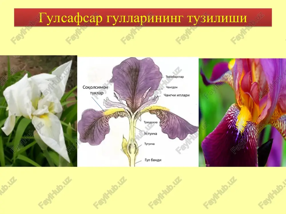 dlinoy ot 15 do 25 sm, s bolshimi yaytsevidnimi pritsvetnikami. maymun bashara yoki drakula (dracula simia) pifitnaya, redkaya orxideya, rodom iz vlajnix tropicheskix lesov ekvadora i peru. vstrechaetsya na visote okolo 2000 m nad urovnem morya. raspolojenie lepestkov napominaet litso obezyani. na foto nije vi mojete eto uvidet. rastenie rastsvetaet v lyuboe vremya goda s neskolkimi tsvetami na sotsvetii, kotorie otkrivayutsya posledovatelno. tsveti aromatnie s zapaxom spelogo apelsina. erkak salob – yatrishnik italyanskiy (orchis italica) proisxojdenie rasteniya ochevidno iz nazvaniya, kotoroe rastenie poluchilo ot formi lamelluma kajdogo tsvetka, kotoriy poxoj na obshuyu formu gologo cheloveka. virastaet do 50 sm v visotu, tsvetyot yarko-rozovimi, plotno sgruppirovannimi tsvetami. v sredizemnomore; portugalii; na sardinii; i v ispanii; sersaqol (calochilus robertsonii) shiroko rasprostranena eta orxideya: v avstralii; i novoy zelandii; v suxoy lesnoy mestnosti. nevisokoe rastenie s myasistim pryamostoyachim steblem. vipuskaet, kak pravilo, 2-10 melkix (1-2 sm v diametre) tsvetkov. lamellum pokrit purpurno-korichnevimi voloskami, …