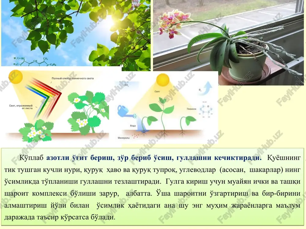 shamol yoki hasharotlar yordamida amalga oshishi mumkin. kleystogamiya kleystogamiya (yun. kleiostos-yopiq, gamos - nikohlanaman degan so'zdan olingan) kleystogamiya yopiq gullarda sodir bo'ladi. kleystogam gullarni binafsha (viola), eryong'oq (arachis), arpa (hordeum) kislitsa binafsha allogamiyada changlanish bir o'simlikdagi ikki gul yoki ikki o'simlik gullari orasida bo'ladi. yun. allos – boshqa, o'zga + ...gamiya – nikohlanish, bir gulning boshqa gul (hususan, boshqa o'simlik) changi bilan (chetdan) changlanishi ksenogamiya ikkita har xil o'simliklar orasida sodir bo'ladi. yun. xenos-begona; gamos - nikohlanaman degan so'zdan olingan allogamiyaning bir usuli geytonogamiya gomozigotlikni kamaytirmaydi ksenogamiya doimo gomozigotlikni pasaytiradi geytonogamiya genetik jihatdan bir xil nasllarni yuzaga keltiradi ksenogamiya genetik jihatdan har xil nasllarni yuzaga kelishiga sabab bo'ladi. geytonogamiya turlardagi moslanuvchanliklarni kuchaytirmaydi ksenogamiya turlardagi moslanuvchanlikni oshiradi geytonogamiya evolyutsion ahamiyatga ega emas ksenogamiya evolyutsion nuqtai nazardar katta ahamiyatga ega allogamiya va ksenogamiya allogamiya va ksenogamiya – atamalari chetdan changlanishda bir biriga sinonim so'zlar bo'lib ishlatiladi. lekin allogamiya o'zidan changlanish tipiga kiruvchi …